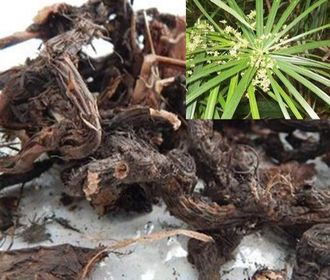 Нагармота, циперус, сыть (Cyperus scariosus) 1 г - 100% натуральное эфирное масло