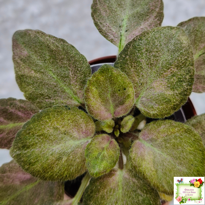 ОЗ-Viola-Tesoro (О. Завадська) листовая химера