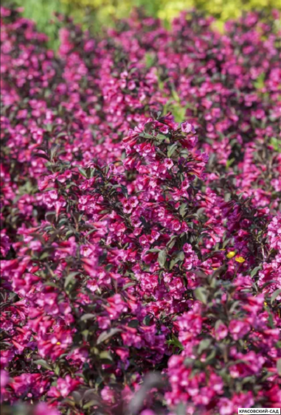 Вейгела цветущая Виктория