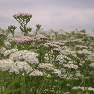 Гидролат Тысячелистник обыкновенный (Achillea millefolium) цветы 100 мл