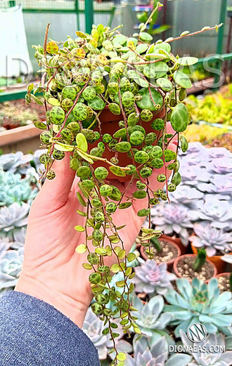 Пеперомия стелющаяся, Peperomia prostrata, ампельное растение