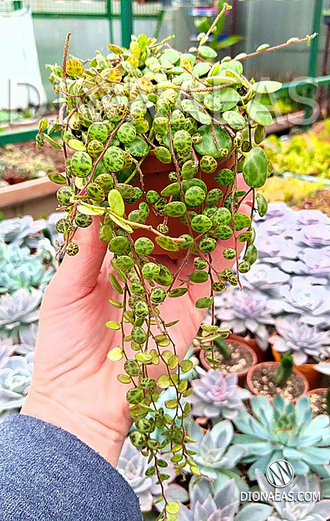 Peperomia prostrata - Пеперомия стелющаяся, Пеперомия плавленая