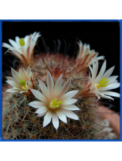 Mammillaria carretii Rep 440