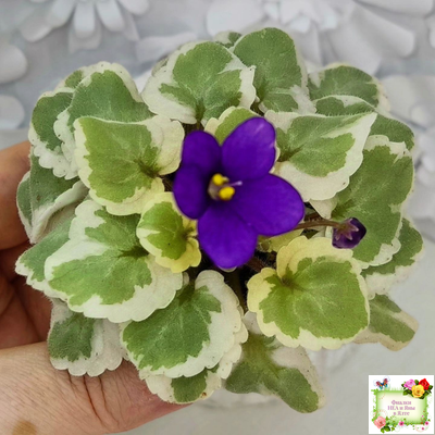 Milk’s Ten Cats (S.Fu) (05/31/2015) листовая химера