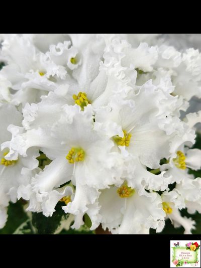 ЛИС-Поиграй Снежинками (Л. Сергеева) 2024 г.