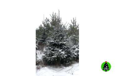 3х метровая лесная красавица