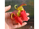 Семена Sarracenia leucophylla Velvet - одна из самых популярных