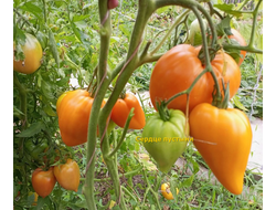 Томат Сердце пустыни