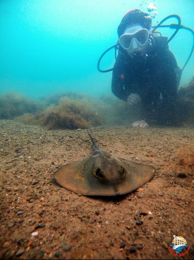 Дайвинг в Алуште