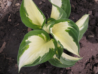 Хоста Fire and Ice