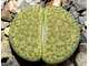 Lithops fulviceps 'Aurea' C363 - 10 семян