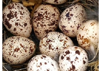 Яйцо перепелиное фермерские купить