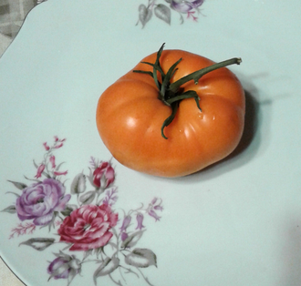 Семена томата Оранжевый Щербет Амишей