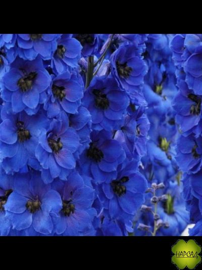 ДЕЛЬФИНИУМ ДАРК БЛЮ виз БЛЭК БИ (Delphina Dark Blue Black Bee)