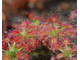 Геммы Drosera Roseana