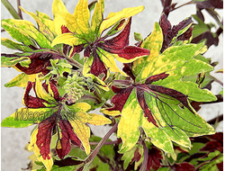 Колеус Twist and Twirl