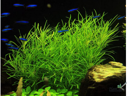 Погостемон октопус (пучок)