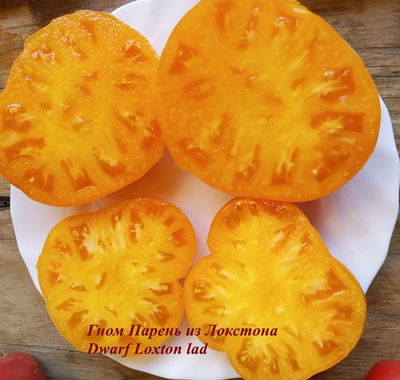 Томат Гном Парень из Локстона (Dwarf Loxton Lad)
