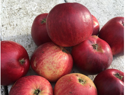 Кумир (яблоня)