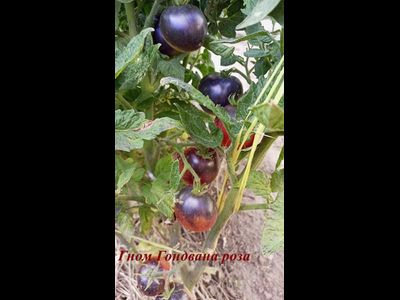 Томат Гондвана роза (Dwarf Gondwana Rose)