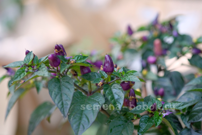 Перец острый TRINIDAD PURPLE COFFEE, 10 шт