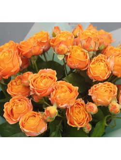 Корал Баблз (Coral Bubbles)