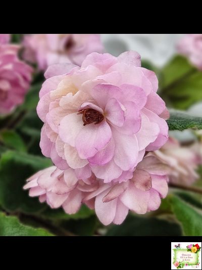 Lituanika (Būtienė) трейлер