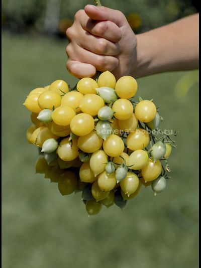 Томат Сумасшедшие Вишни Барри  (Barry's Crazy Cherry), 10 шт