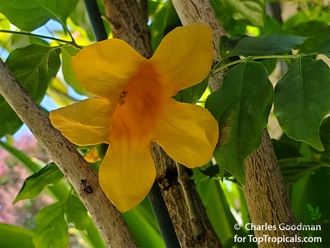 Radermachera hainanensis / Радермахера китайская