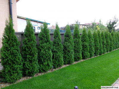 Живая изгородь из туи западной Смарагд - Smaragd