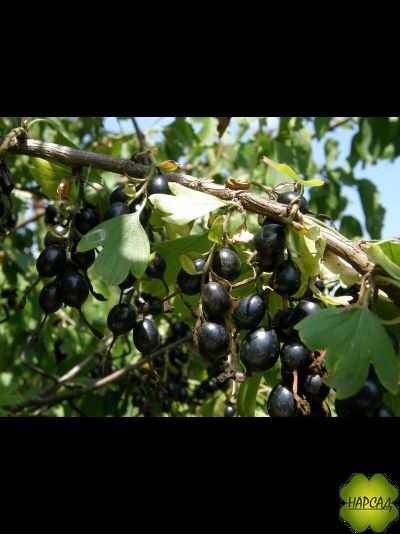 ЙОШТА (смородина х крыжовник) саженец 130 см