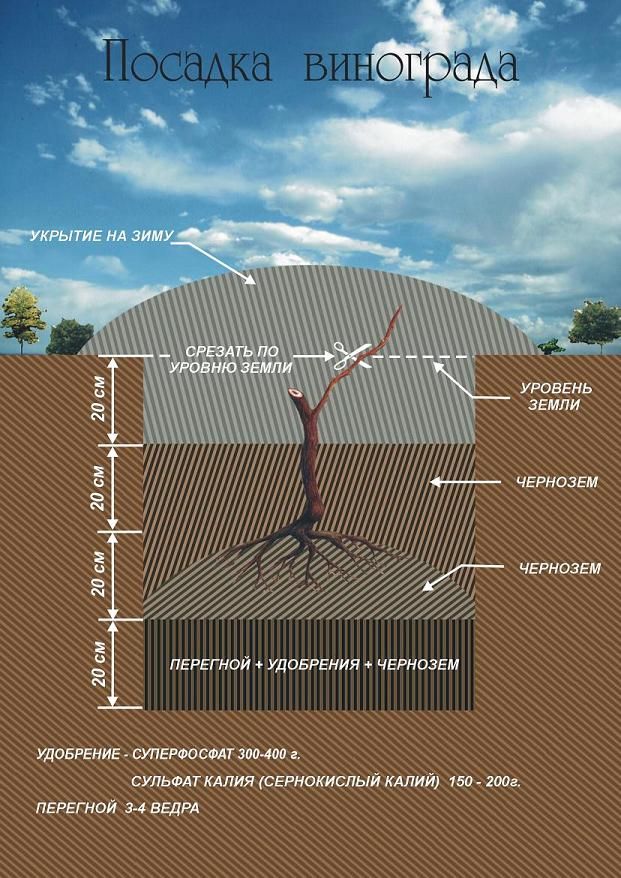 Посадка винограда