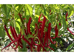 Перец острый Кайенский длинный Джо  (Joe's Long Cayenne)