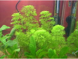 Лимнофила гетероморфная (пучок)