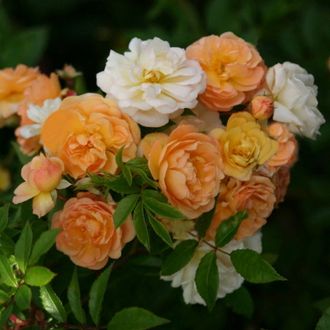 Гислен де Фелигонд  (Ghislaine de Feligonde) роза