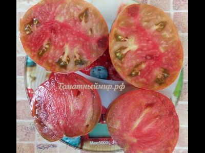 Томат Тундра (Tundra), Канада