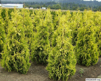 Туя Еллоу Риббон - Yellow Ribbon