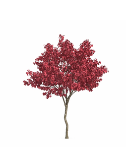 лиственные Церцис канадский Cercis canadensis 4
