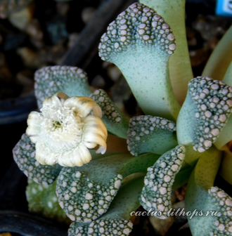 Titanopsis calcarea SB1311 Kimberley (MG-1870.3) - 5 семян