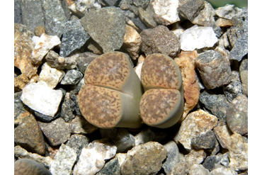 Lithops verruculosa v. glabra C160
