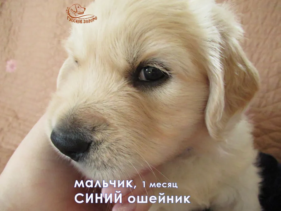  1 месяц. Мальчик СИНИЙ ошейничек - мистер длинные ресницы