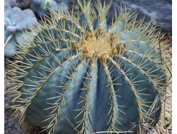 Ferocactus glaucescens - 5 семян