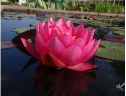 Нимфея Джеймс Брайдон