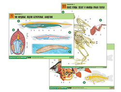 Комплект таблиц по биологии дем. "Зоология 2" (16 табл., формат А1, лам.)