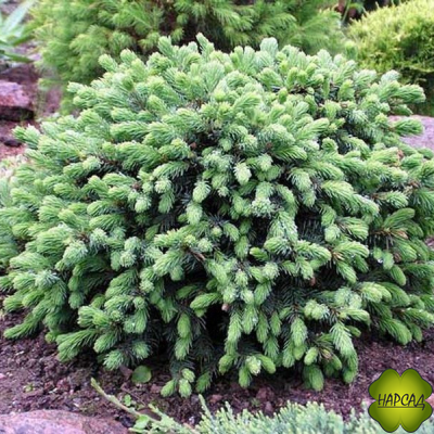 Ель СИЗАЯ карликовая подушковидная "ЭХИНИФОРМИС" (саженец 20х30 см)