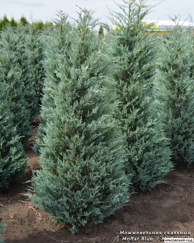 Можжевельник Моффат Блю - Moffat Blue