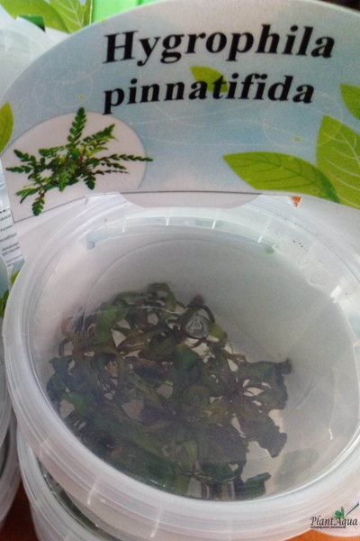 Гигрофила пиннатифида (меристемная)
