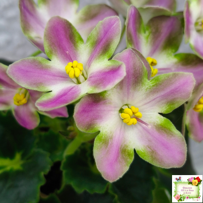 RIV-Амнезия (И. Растегаева) 2024 г.