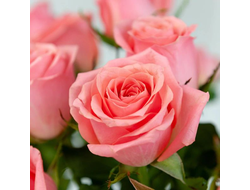 Пинк Ноблесс