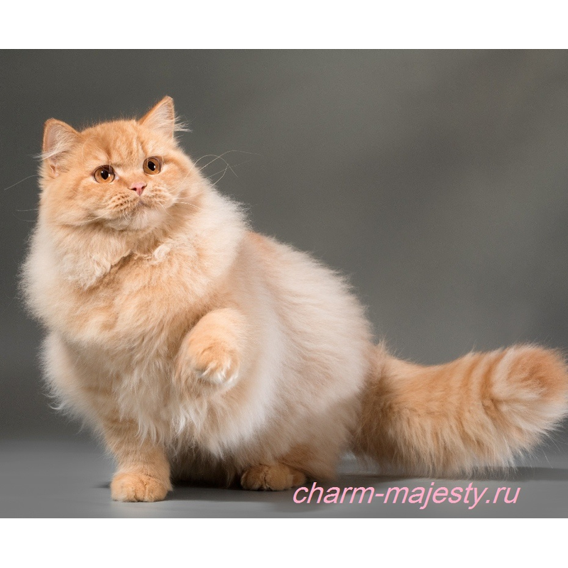 photo British longhair kid red carrier cinnamon cattery charm majesty